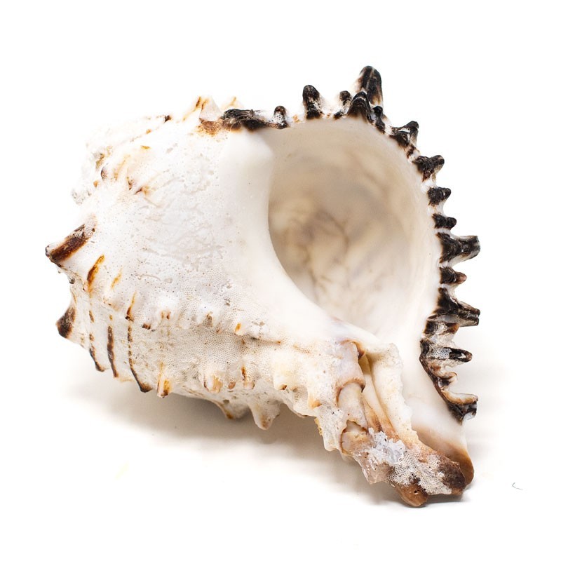 Caracolas Marinas